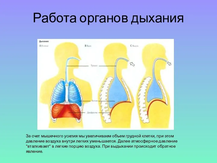 За счет мышечного усилия мы увеличиваем объем грудной клетки, при этом