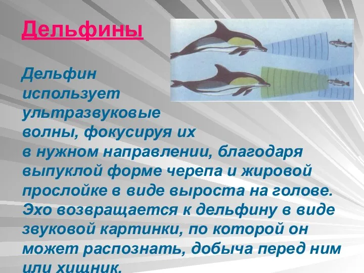 Дельфины Дельфин использует ультразвуковые волны, фокусируя их в нужном направлении, благодаря