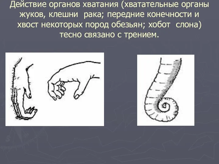 Действие органов хватания (хватательные органы жуков, клешни рака; передние конечности и