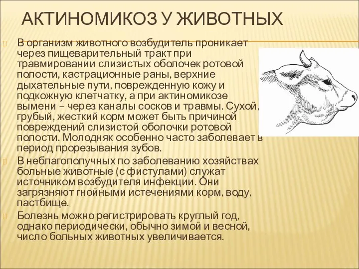 АКТИНОМИКОЗ У ЖИВОТНЫХ В организм животного возбудитель проникает через пищеварительный тракт