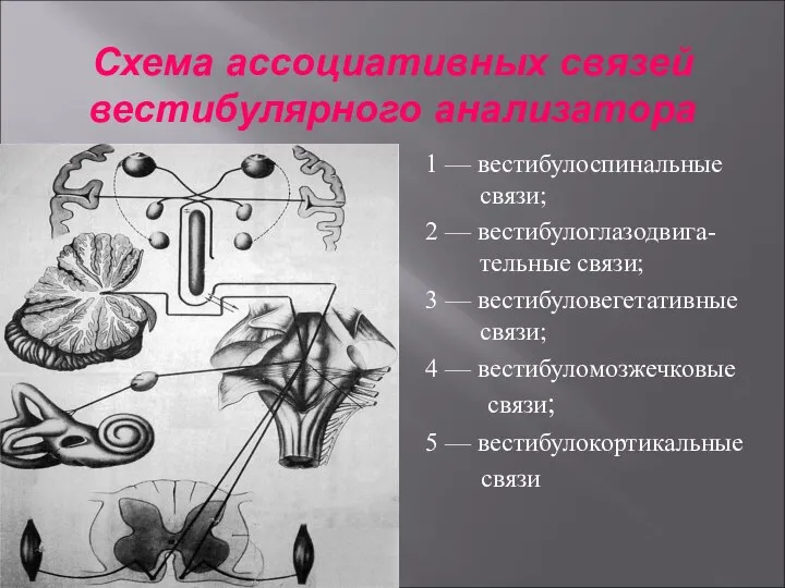 Схема ассоциативных связей вестибулярного анализатора 1 — вестибулоспинальные связи; 2 —