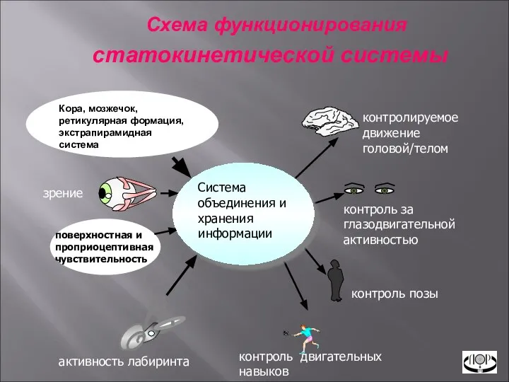 Схема функционирования статокинетической системы Кора, мозжечок, ретикулярная формация, экстрапирамидная система активность