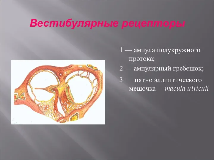 Вестибулярные рецепторы 1 — ампула полукружного протока; 2 — ампулярный гребешок;