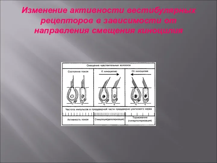 Изменение активности вестибулярных рецепторов в зависимости от направления смещения киноцилия