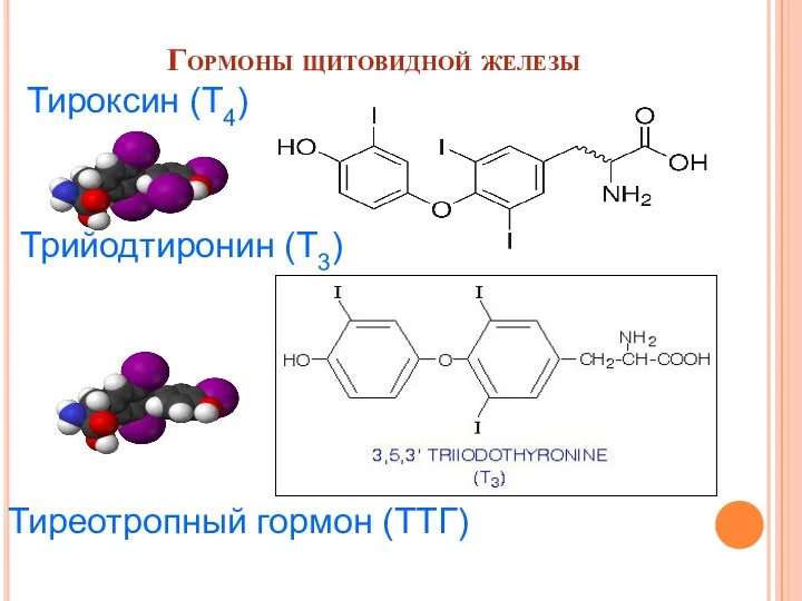 Гормоны щитовидной железы Тироксин (Т4) Трийодтиронин (Т3) Тиреотропный гормон (ТТГ)