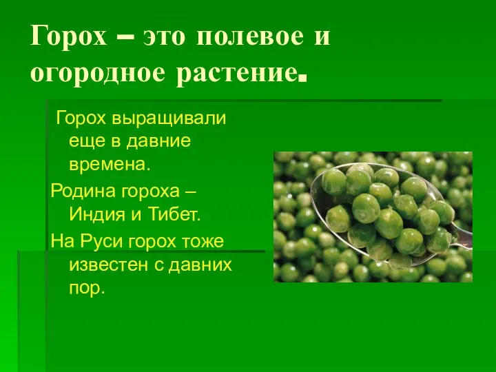 Горох – это полевое и огородное растение. Горох выращивали еще в