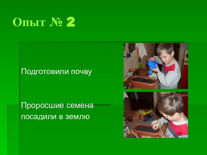 Опыт № 2 Подготовили почву Проросшие семена посадили в землю