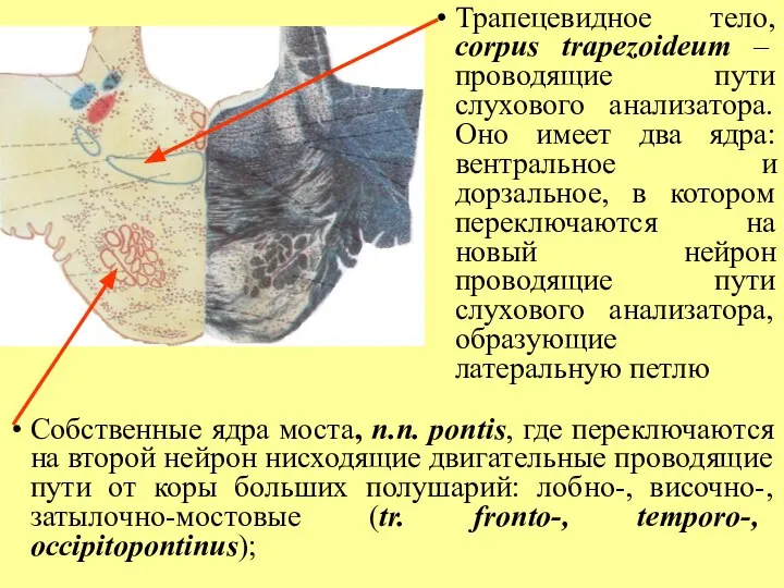 Трапецевидное тело, corpus trapezoideum – проводящие пути слухового анализатора. Оно имеет