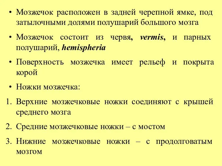 Мозжечок расположен в задней черепной ямке, под затылочными долями полушарий большого