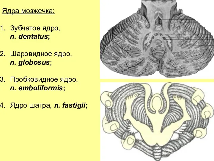 Ядра мозжечка: Зубчатое ядро, n. dentatus; Шаровидное ядро, n. globosus; Пробковидное