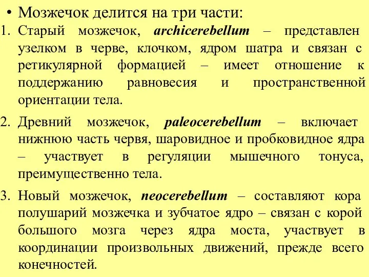 Мозжечок делится на три части: Старый мозжечок, archicerebellum – представлен узелком