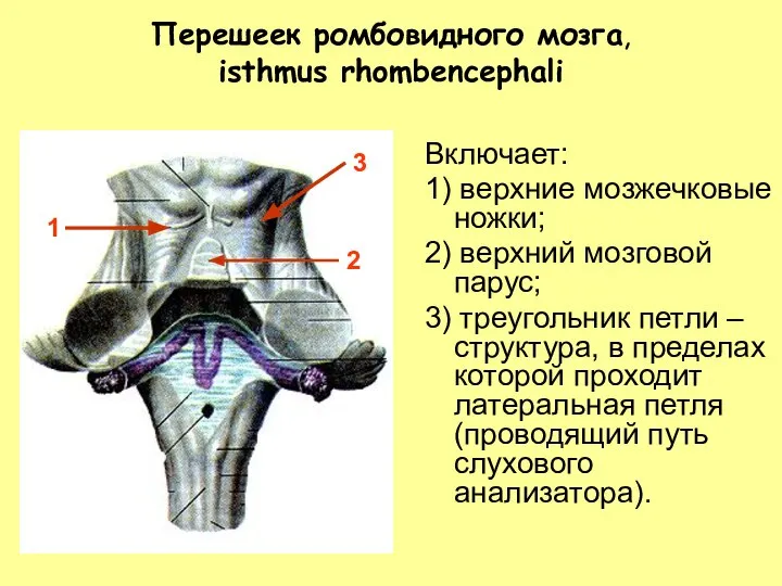 Перешеек ромбовидного мозга, isthmus rhombencephali Включает: 1) верхние мозжечковые ножки; 2)