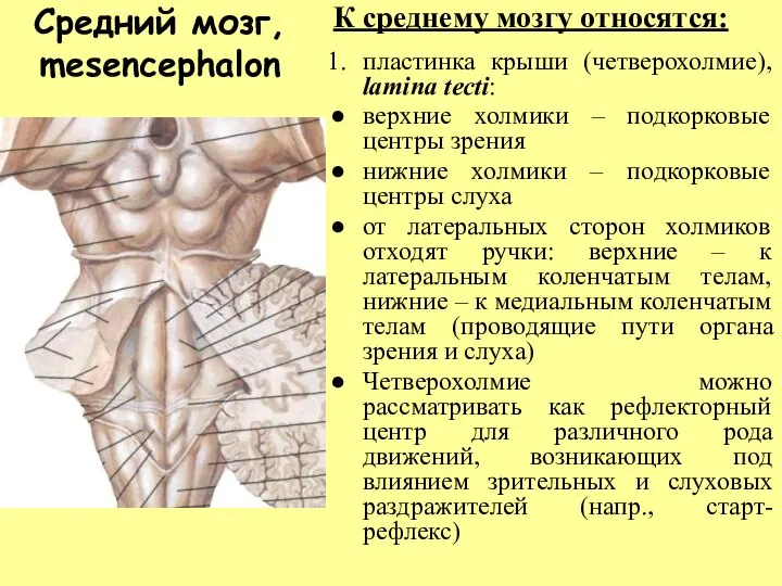 Средний мозг, mesencephalon К среднему мозгу относятся: пластинка крыши (четверохолмие), lamina