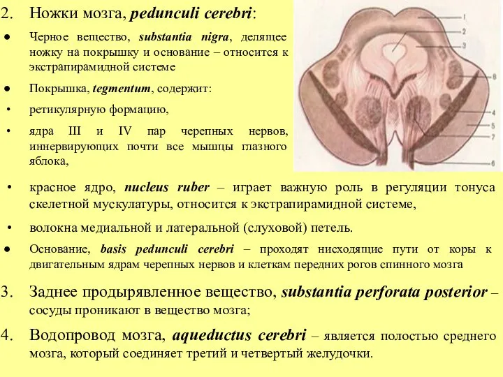 Ножки мозга, pedunculi cerebri: Черное вещество, substantia nigra, делящее ножку на