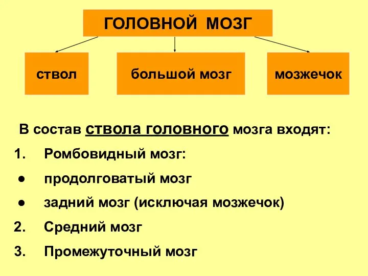 В состав ствола головного мозга входят: Ромбовидный мозг: продолговатый мозг задний