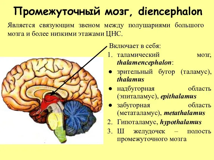 Промежуточный мозг, diencephalon Включает в себя: таламический мозг, thalamencephalon: зрительный бугор