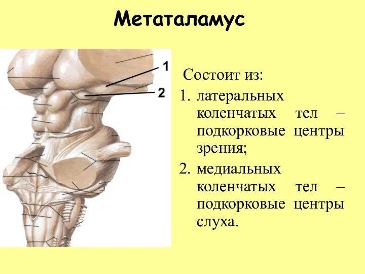 Метаталамус Состоит из: латеральных коленчатых тел – подкорковые центры зрения; медиальных