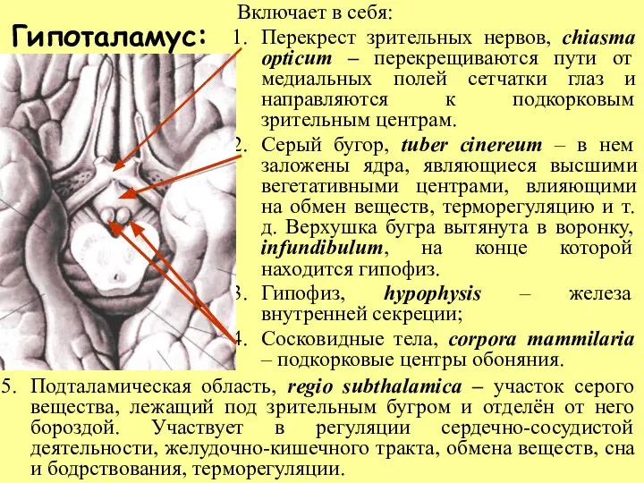 Гипоталамус: Включает в себя: Перекрест зрительных нервов, chiasma opticum – перекрещиваются