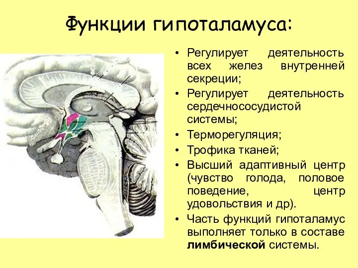 Функции гипоталамуса: Регулирует деятельность всех желез внутренней секреции; Регулирует деятельность сердечнососудистой