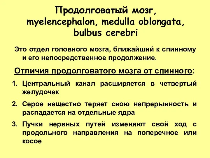 Продолговатый мозг, myelencephalon, medulla oblongata, bulbus cerebri Это отдел головного мозга,