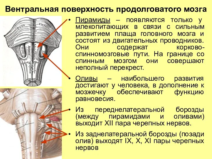 Вентральная поверхность продолговатого мозга Пирамиды – появляются только у млекопитающих в