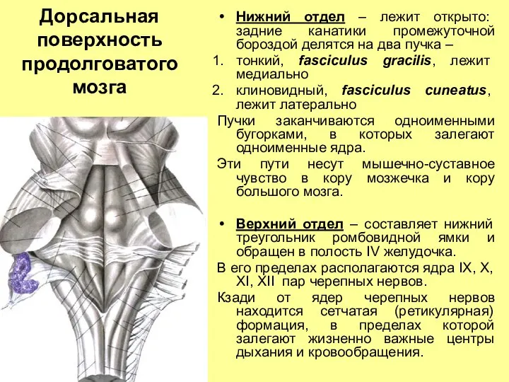 Дорсальная поверхность продолговатого мозга Нижний отдел – лежит открыто: задние канатики