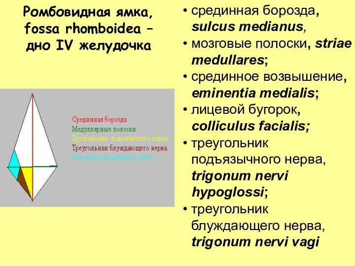 Ромбовидная ямка, fossa rhomboidea – дно IV желудочка срединная борозда, sulcus