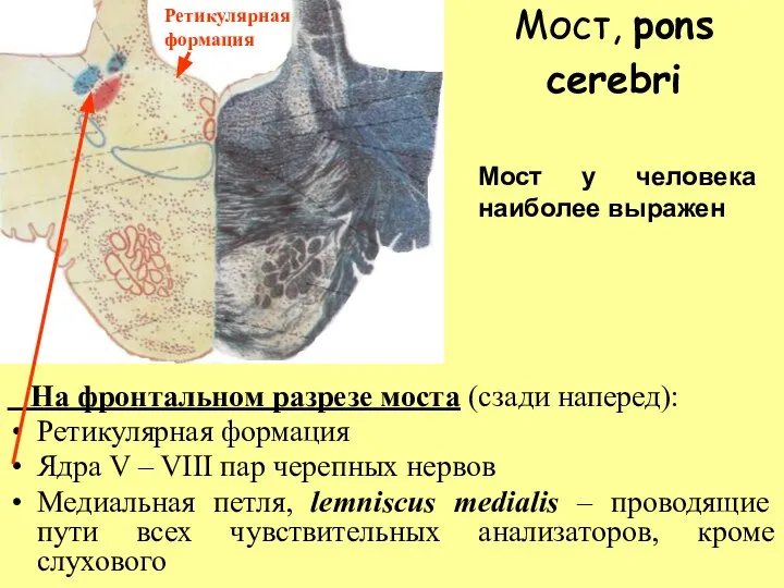 Мост, pons cerebri На фронтальном разрезе моста (сзади наперед): Ретикулярная формация