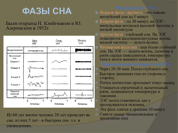 фазы сна Были открыты Н. Клейтманом и Ю. Азеринским в 1952г.