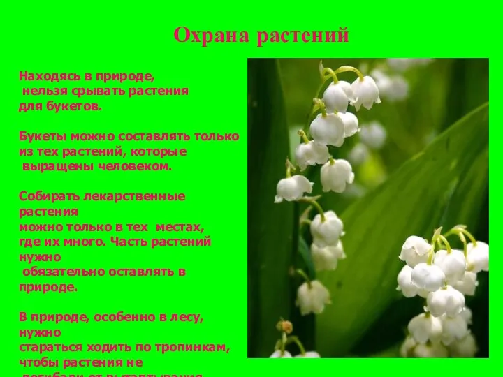 Охрана растений Находясь в природе, нельзя срывать растения для букетов. Букеты