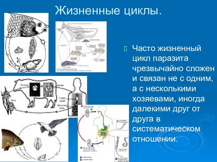 Жизненные циклы. Часто жизненный цикл паразита чрезвычайно сложен и связан не