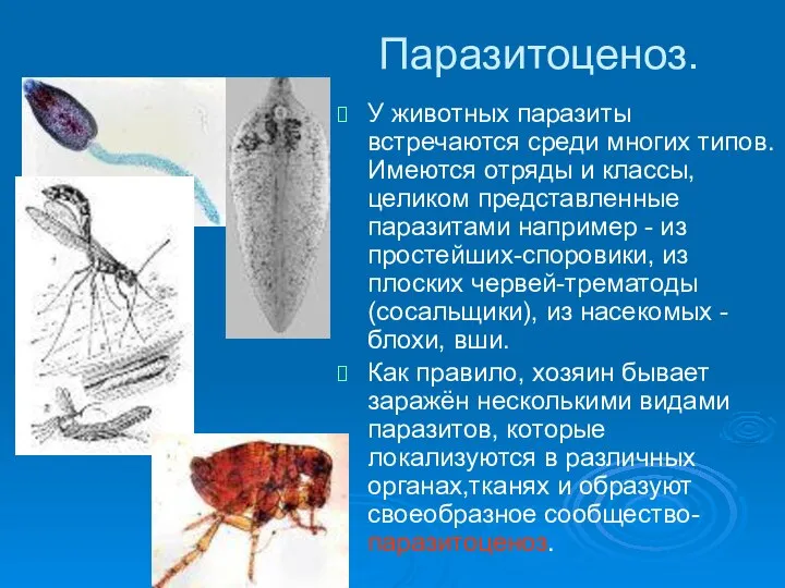 Паразитоценоз. У животных паразиты встречаются среди многих типов. Имеются отряды и