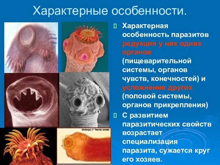 Характерные особенности. Характерная особенность паразитов редукция у них одних органов(пищеварительной системы,