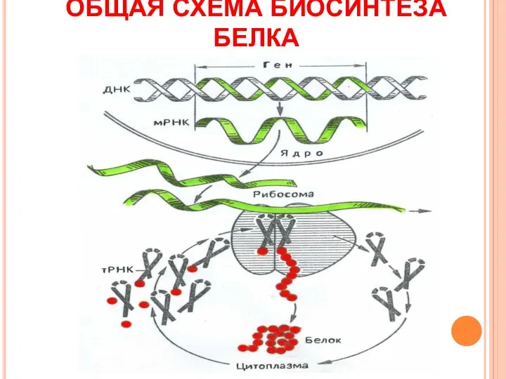 ОБЩАЯ СХЕМА БИОСИНТЕЗА БЕЛКА