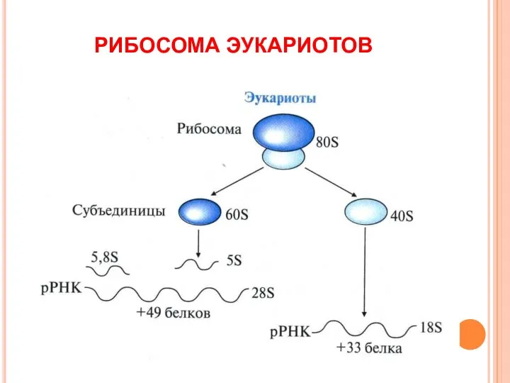 РИБОСОМА ЭУКАРИОТОВ