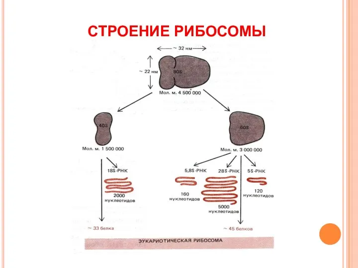 СТРОЕНИЕ РИБОСОМЫ