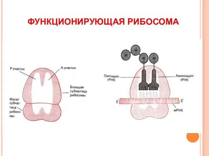 ФУНКЦИОНИРУЮЩАЯ РИБОСОМА