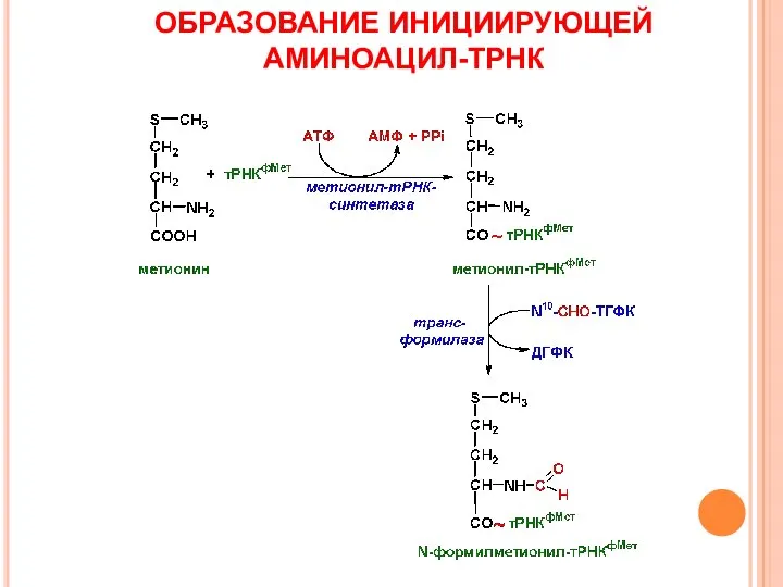 ОБРАЗОВАНИЕ ИНИЦИИРУЮЩЕЙ АМИНОАЦИЛ-ТРНК