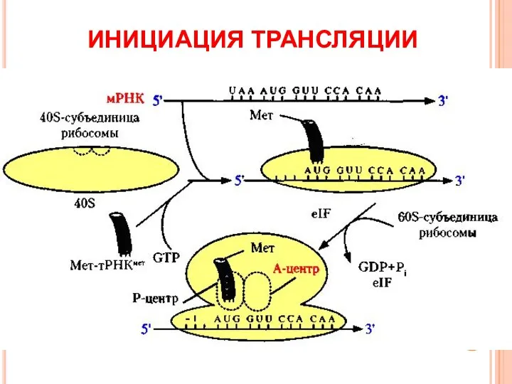 ИНИЦИАЦИЯ ТРАНСЛЯЦИИ