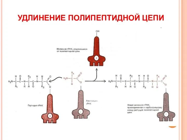 УДЛИНЕНИЕ ПОЛИПЕПТИДНОЙ ЦЕПИ