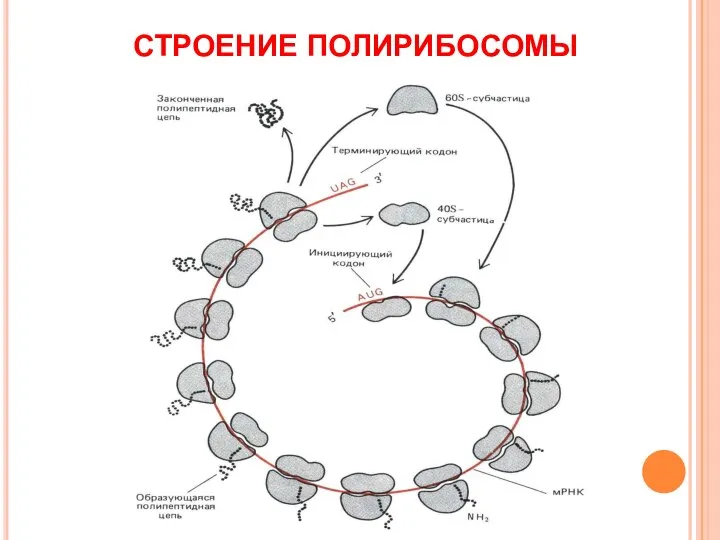 СТРОЕНИЕ ПОЛИРИБОСОМЫ