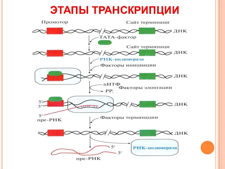 ЭТАПЫ ТРАНСКРИПЦИИ