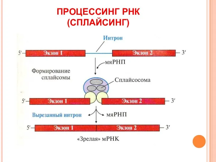 ПРОЦЕССИНГ РНК (СПЛАЙСИНГ)