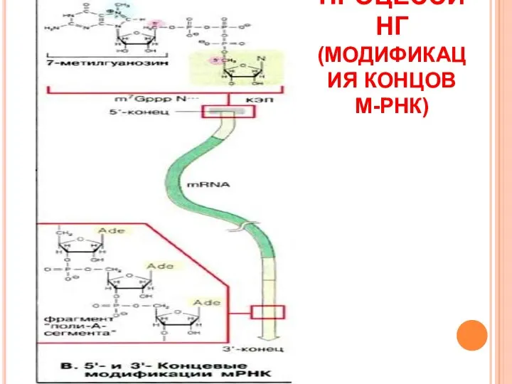 ПРОЦЕССИНГ (МОДИФИКАЦИЯ КОНЦОВ М-РНК)