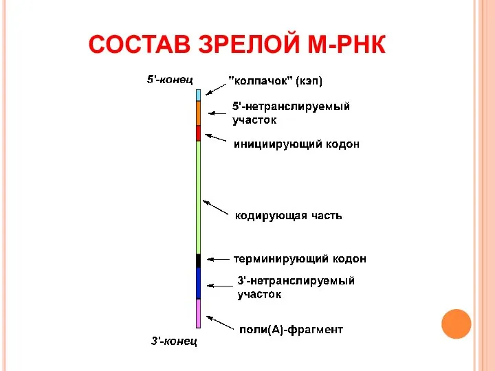 СОСТАВ ЗРЕЛОЙ М-РНК