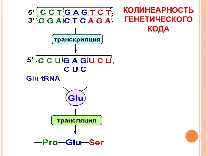 КОЛИНЕАРНОСТЬ ГЕНЕТИЧЕСКОГО КОДА