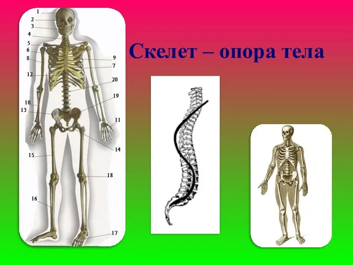 Скелет – опора тела