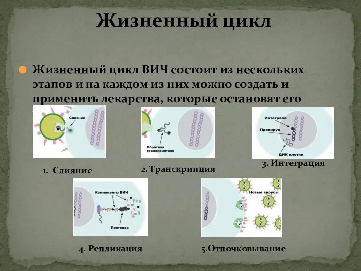 Жизненный цикл ВИЧ состоит из нескольких этапов и на каждом из