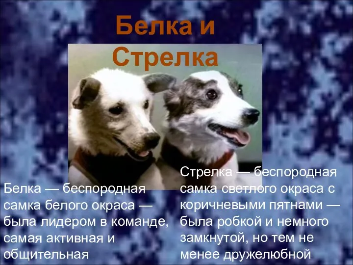 Белка и Стрелка Белка — беспородная самка белого окраса — была