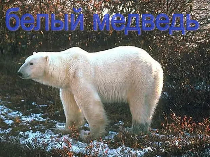 белый медведь